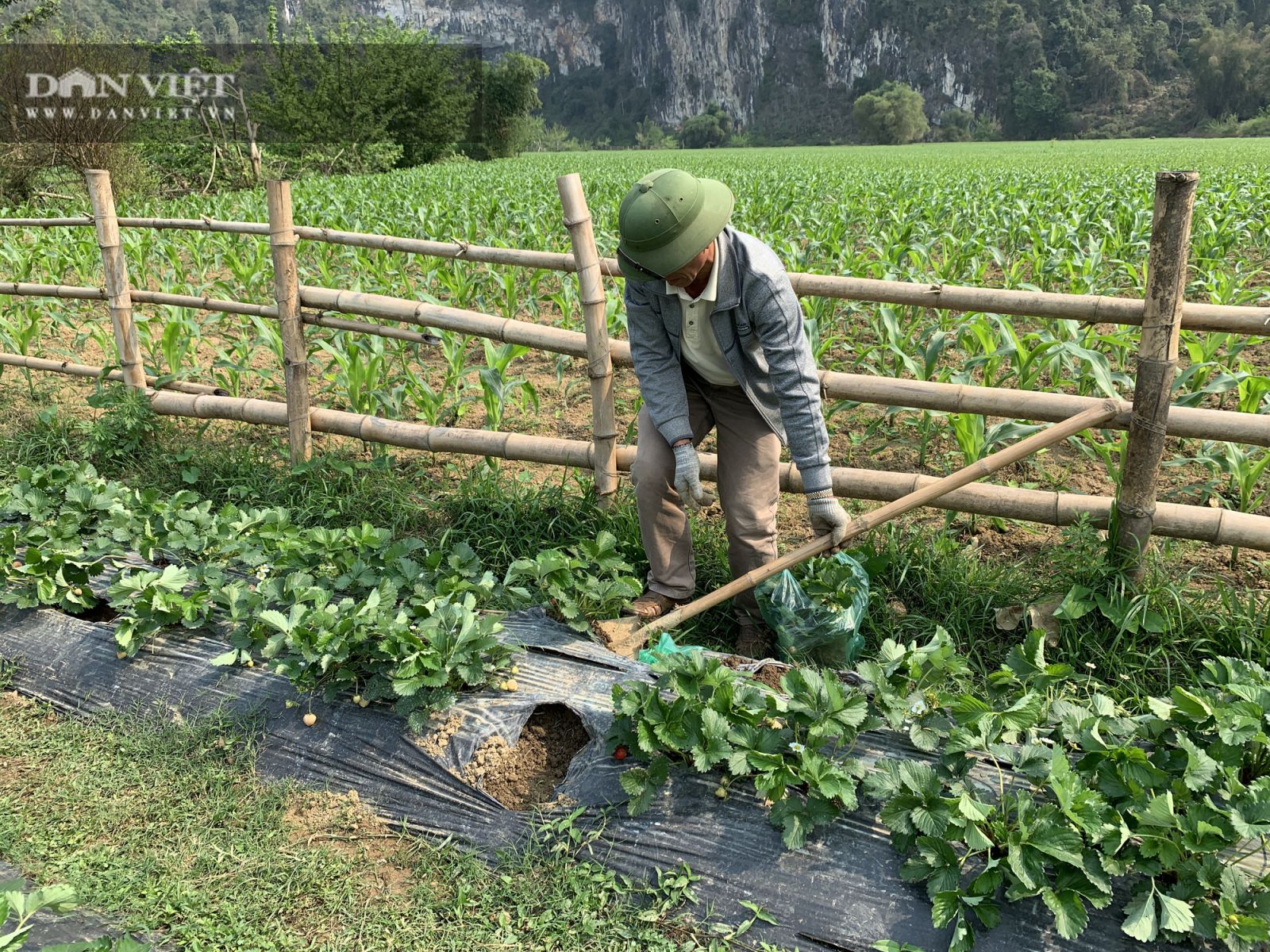 Bắc Kạn: Trồng dâu tây, cho ăn miễn phí tại vườn mà kiếm cả chục triệu đồng mỗi ngày - Ảnh 5.
