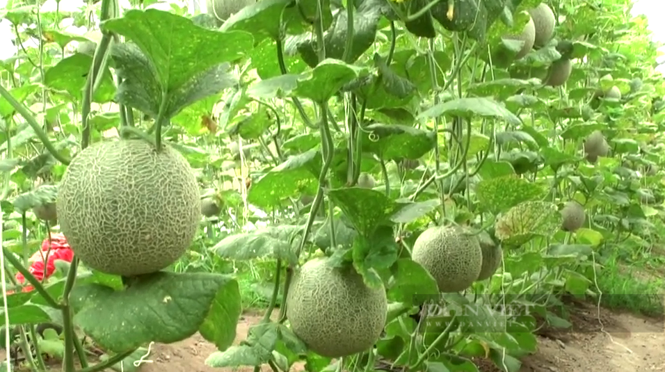 9x mách cách trồng dưa lưới trên nền đất năng suất cao cho thu nhập tiền tỷ mỗi năm - Ảnh 4.
