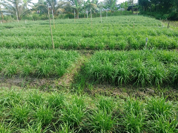 Trồng thứ rau trông như cây hành, thơm khắp ruộng, nông dân Hậu Giang lãi hàng triệu/tháng - Ảnh 1. Trồng thứ rau trông như cây hành, thơm khắp ruộng, nông dân Hậu Giang lãi hàng triệu/tháng - Ảnh 1.