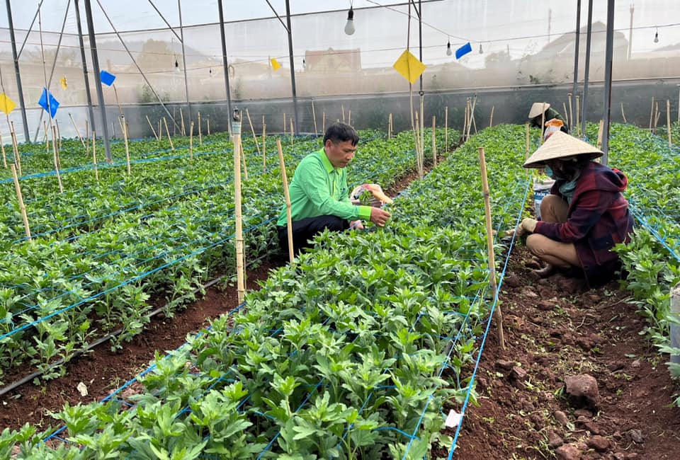 Bà chủ cơ ngơi mấy chục tỷ đồng ở Lâm Đồng tiết lộ bí quyết chăm hoa cúc nở to như cái bát tô - Ảnh 3. Bà chủ cơ ngơi mấy chục tỷ đồng ở Lâm Đồng tiết lộ bí quyết chăm hoa cúc nở to như cái bát tô - Ảnh 3.