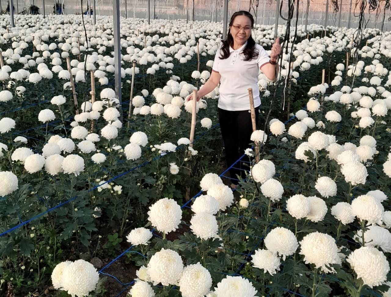 Bà chủ cơ ngơi mấy chục tỷ đồng ở Lâm Đồng tiết lộ bí quyết chăm hoa cúc nở to như cái bát tô - Ảnh 1. Bà chủ cơ ngơi mấy chục tỷ đồng ở Lâm Đồng tiết lộ bí quyết chăm hoa cúc nở to như cái bát tô - Ảnh 1.