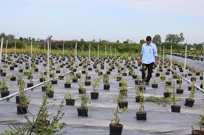 Loại cây cảnh này đem ra ruộng trồng trông lạ lắm, anh nông dân Đồng Tháp phát tài, làm chơi ăn thiệt - Ảnh 1. Loại cây cảnh này đem ra ruộng trồng trông lạ lắm, anh nông dân Đồng Tháp phát tài, làm chơi ăn thiệt - Ảnh 1.