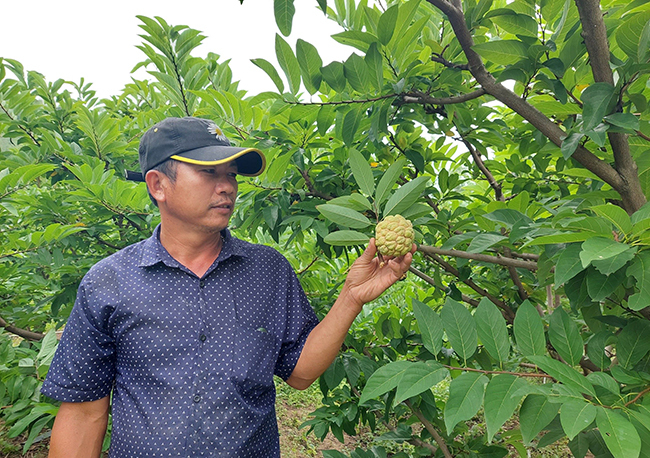 Đem thứ cây ra trái nhiều mắt trồng trên đất đồi gò, nông dân Bình Định bất ngờ trúng lớn - Ảnh 1.