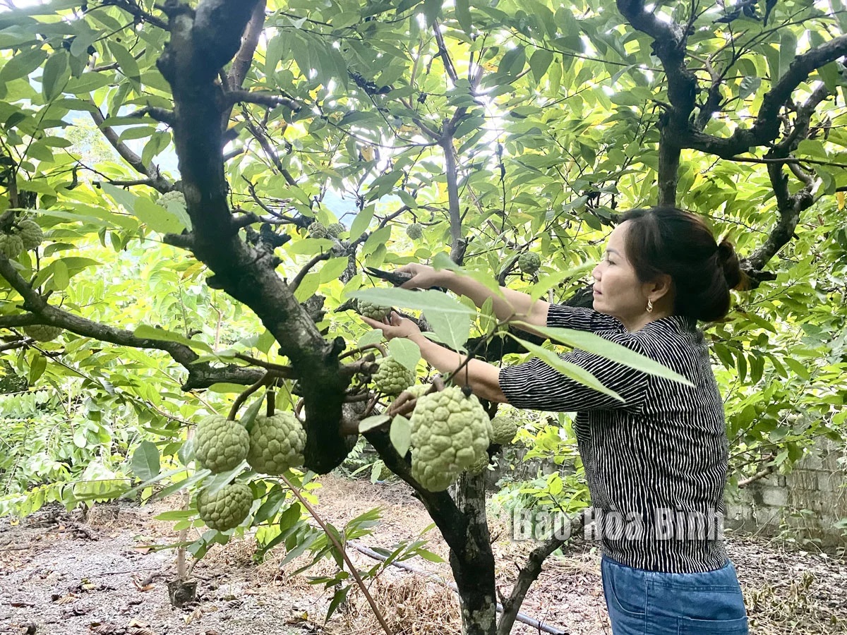 Loại quả ngon nhiều vitamin B6, giàu sắt cùng Magiê, dân Hòa Bình trồng trái vụ, bán đắt như tôm tươi - Ảnh 2.