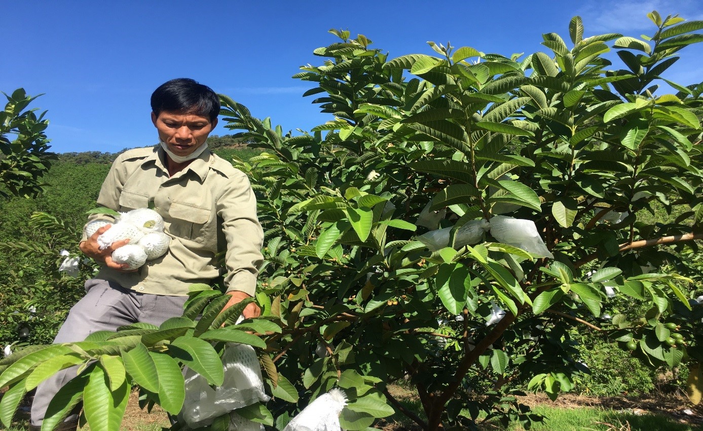 Trồng giống ổi mới lạ trên đất đồi, anh nông dân Lâm Đồng bổ đôi quả ra người khó tính nhìn thấy cũng gật đầu - Ảnh 1. Trồng giống ổi mới lạ trên đất đồi, anh nông dân Lâm Đồng bổ đôi quả ra người khó tính nhìn thấy cũng gật đầu - Ảnh 1.