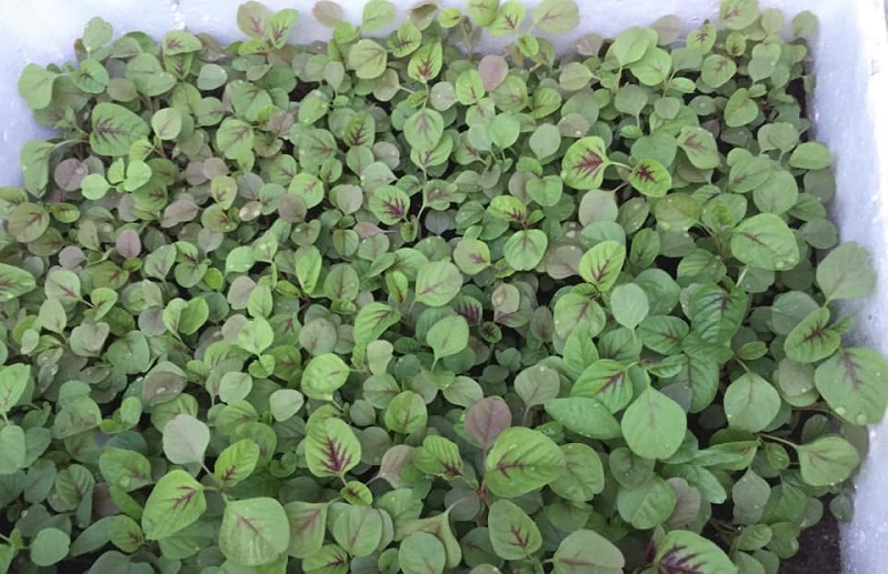Loại rau dân dã bán đầy ngoài chợ Việt với giá rẻ như cho được nước ngoài tôn vinh là "rau trường thọ" - Ảnh 2.