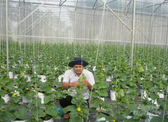 watermark_trong-rau-mau-trong-nha-luoi-o-soc-trang--anh-tl-0937_20211027_380.jpg Trồng rau màu trong nhà lưới ở Sóc Trăng. Ảnh: TL
