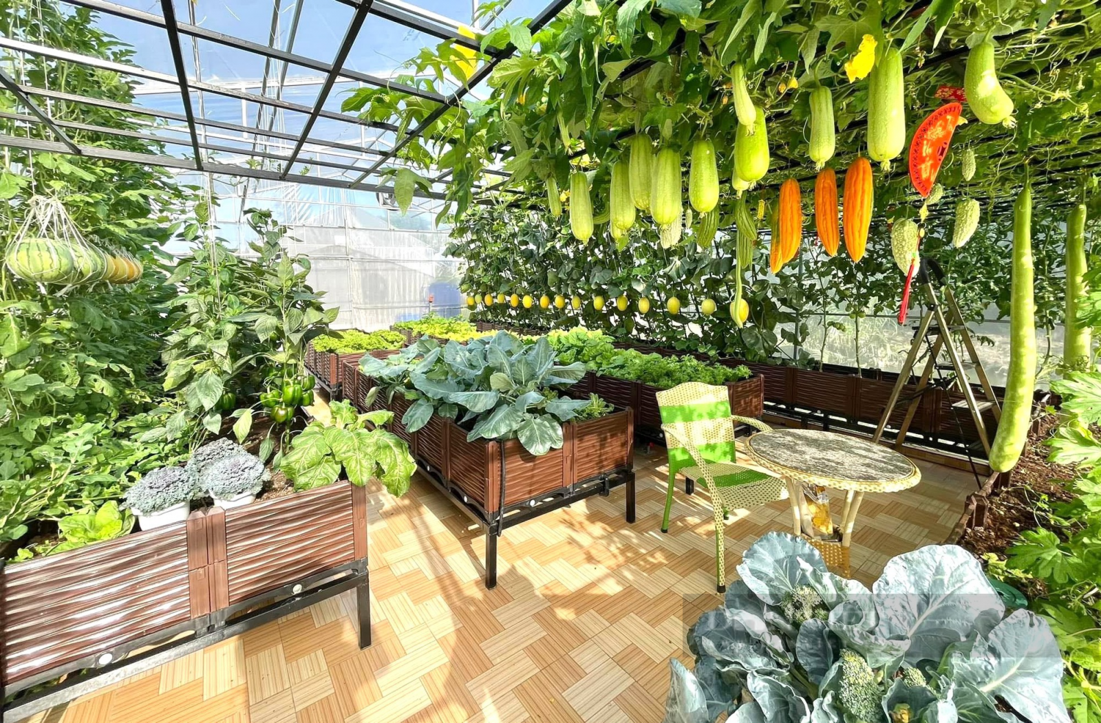 Khu vườn rau sạch, trái cây vạn người mê của 9X miền Tây - Ảnh 1.