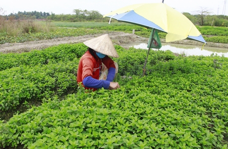 Các loại rau xanh đồng loạt tăng giá ở Vĩnh Long, bán đắt hàng là rau má, rau tía tô, hành lá - Ảnh 1. Các loại rau xanh đồng loạt tăng giá ở Vĩnh Long, bán đắt hàng là rau má, rau tía tô, hành lá - Ảnh 1.