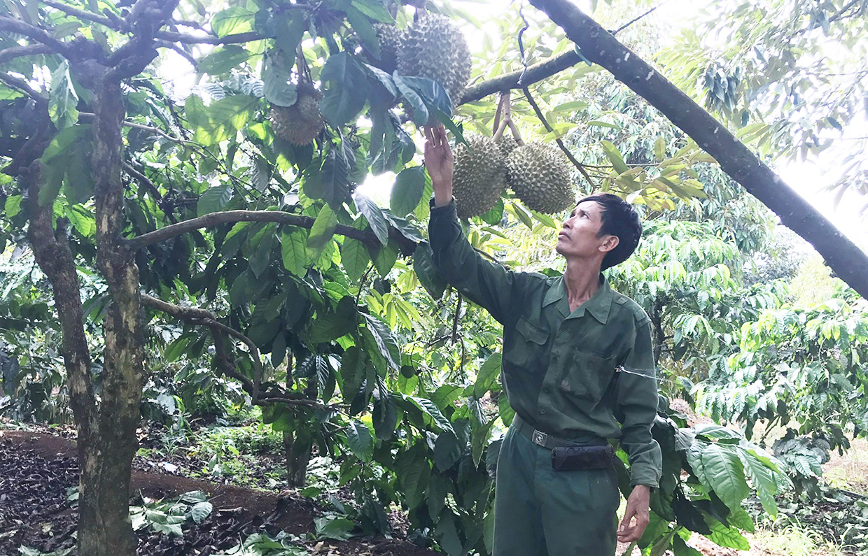 "Liều" trồng sầu riêng xen canh cà phê, ông tỷ phú nông dân ở Gia Lai chăm kiểu gì mà ngước lên toàn thấy trái - Ảnh 2.
