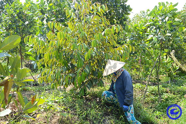Cẩn trọng phát triển "nóng" diện tích trồng sầu riêng ở Tiền Giang (bài 2): Ồ ạt, bỏ lúa, mít Thái để trồng sầu riêng - Ảnh 1.