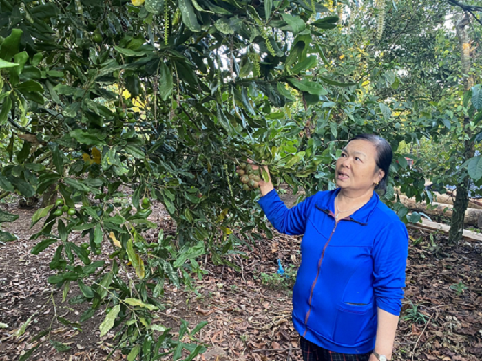 Cho cây sầu riêng "chung nhà" với cây mắc ca, cây cà phê, ai ngờ một nông dân Đắk Lắk kiếm tiền nhiều - Ảnh 1.