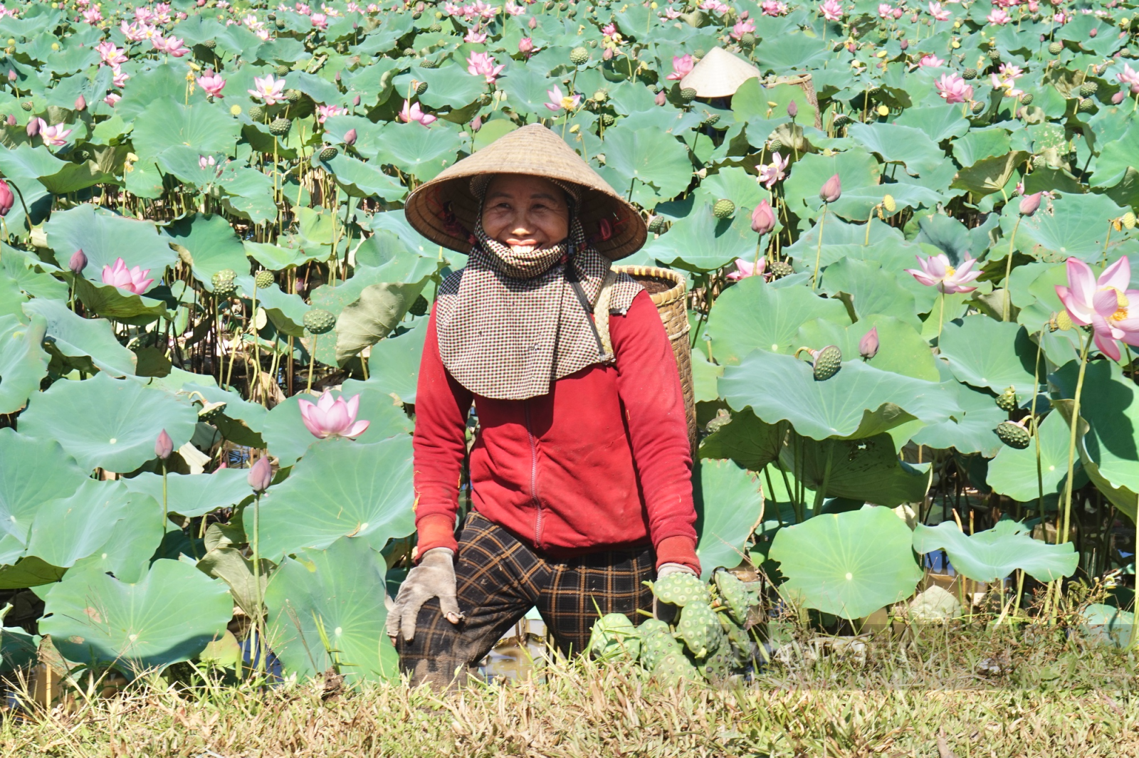 Trồng sen cứ 3 ngày lại được thu hoạch, nông dân Quảng Nam lãi gấp 4-5 lần trồng lúa - Ảnh 2.
