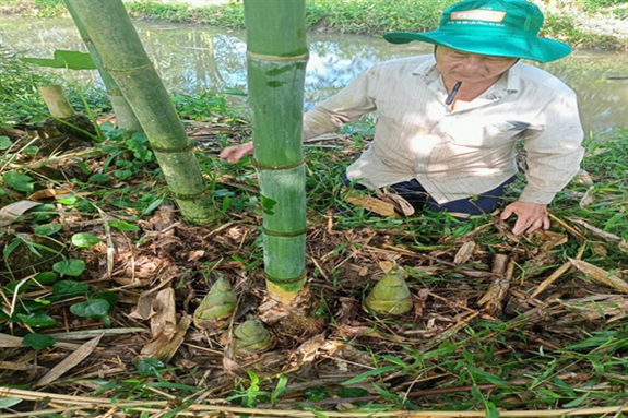 Ông nông dân Hậu Giang trồng tre kiểu gì mà măng mọc la liệt, hễ cắt là bán hết sạch? - Ảnh 1. Ông nông dân Hậu Giang trồng tre kiểu gì mà măng mọc la liệt, hễ cắt là bán hết sạch? - Ảnh 1.