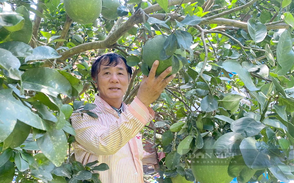 Ông Lâm Thành Thương, Nông dân Việt Nam xuất sắc 2023 của tình Bình Dương. Ảnh: Nguyên Vỹ Ông Lâm Thành Thương, Nông dân Việt Nam xuất sắc 2023 của tình Bình Dương. Ảnh: Nguyên Vỹ