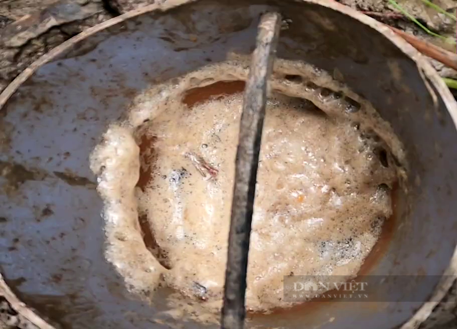 Hạ vườn mít Thái làm ao dài ngoằng ương con chui rúc dưới bùn, anh nông dân Đồng Tháp Mười làm không kịp bán giống - Ảnh 2.