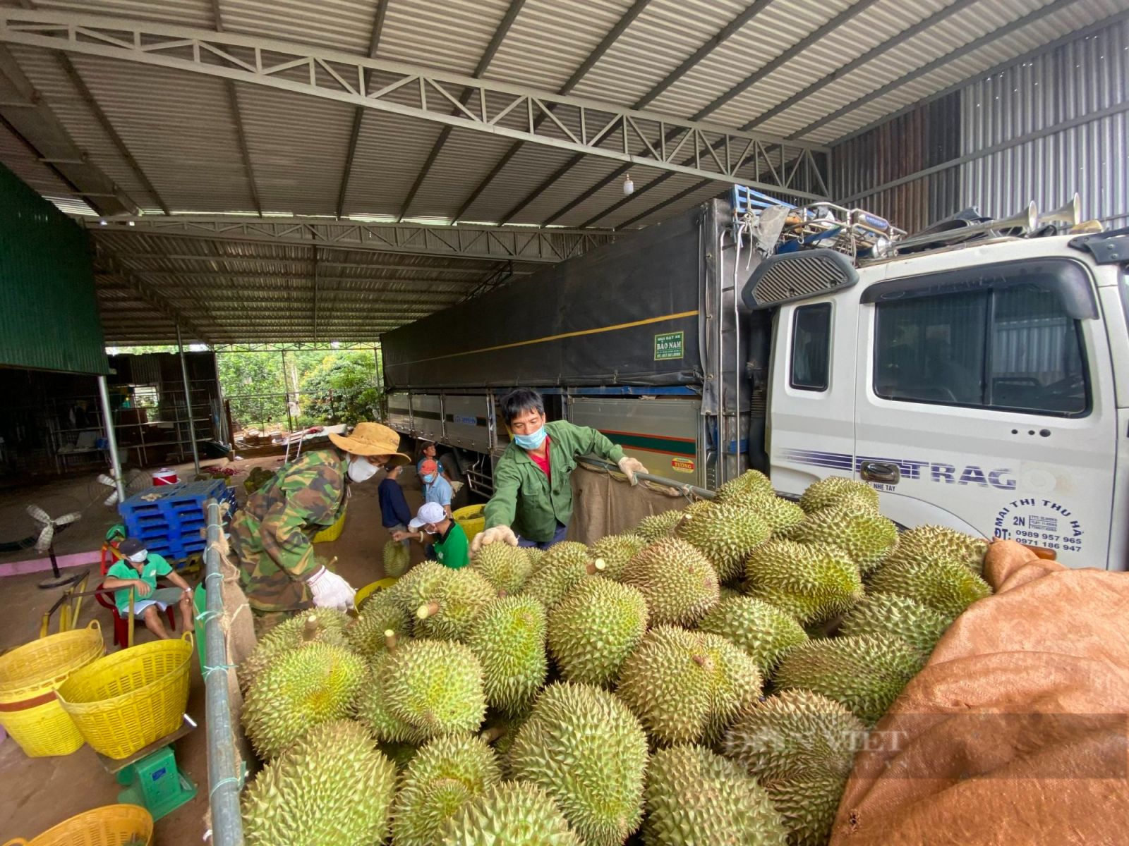 Diện tích sầu riêng tăng "nóng" sau Nghị định thư ký với Trung Quốc, Bộ trưởng Bộ NNPTNT chỉ thị khẩn - Ảnh 1.