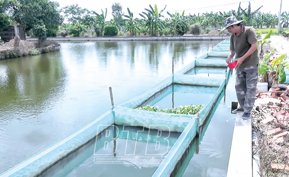 Thái Bình: Nuôi cá rô đồng dày đặc trong ao, bắt bán hàng tấn, một nông dân thành tỷ phú - Ảnh 1.