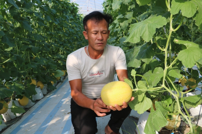 Hiện tại, HTX An Thịnh Phát có khoảng 5.000m2 nhà màng trồng 6 giống dưa lưới khác nhau với mật độ khoảng 2.400 – 2.600 cây/1.000m2. Ảnh: Hưng Giang.
