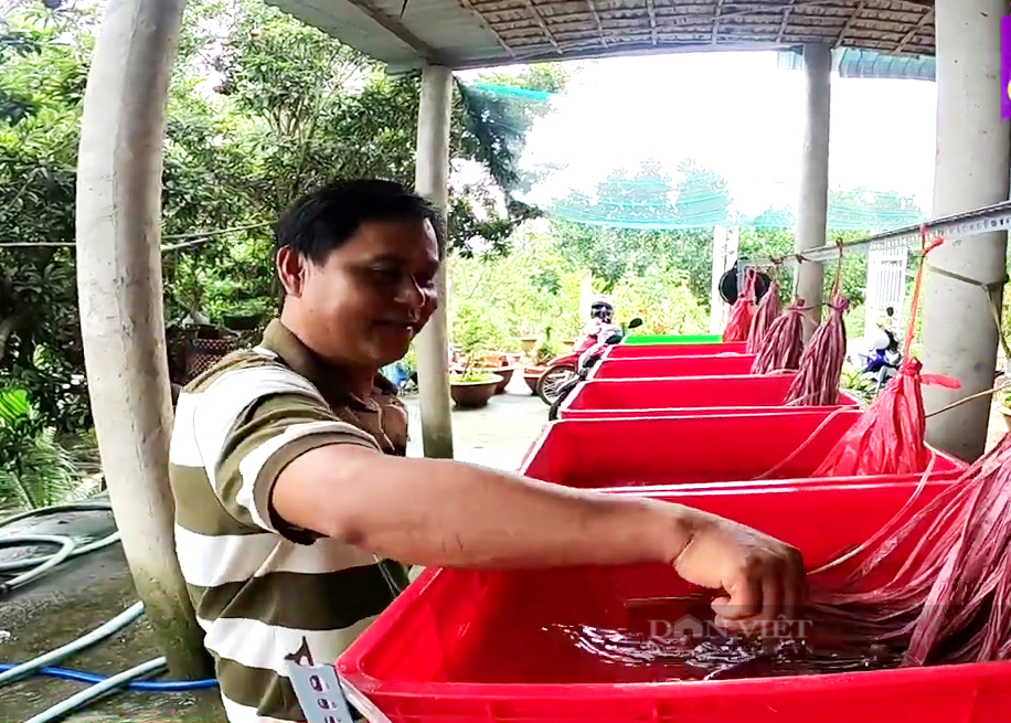 Hạ vườn mít Thái làm ao dài ngoằng ương con chui rúc dưới bùn, anh nông dân Đồng Tháp Mười làm không kịp bán giống - Ảnh 4.