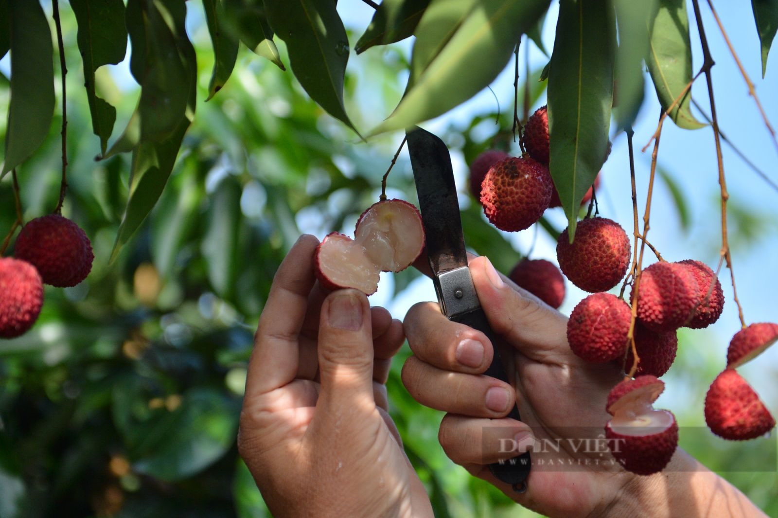 Vải thiều không hạt giá cao ngất ngưởng đã được Trung Quốc lai tạo như thế nào? - Ảnh 2.