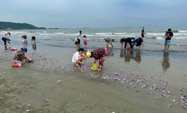 Loài hải sản ngon ngọt, bổ dưỡng dạt đầy vào bãi biển, dân hò nhau ra nhặt về nấu món khoái khẩu - Ảnh 1. Loài hải sản ngon ngọt, bổ dưỡng dạt đầy vào bãi biển, dân hò nhau ra nhặt về nấu món khoái khẩu - Ảnh 1.
