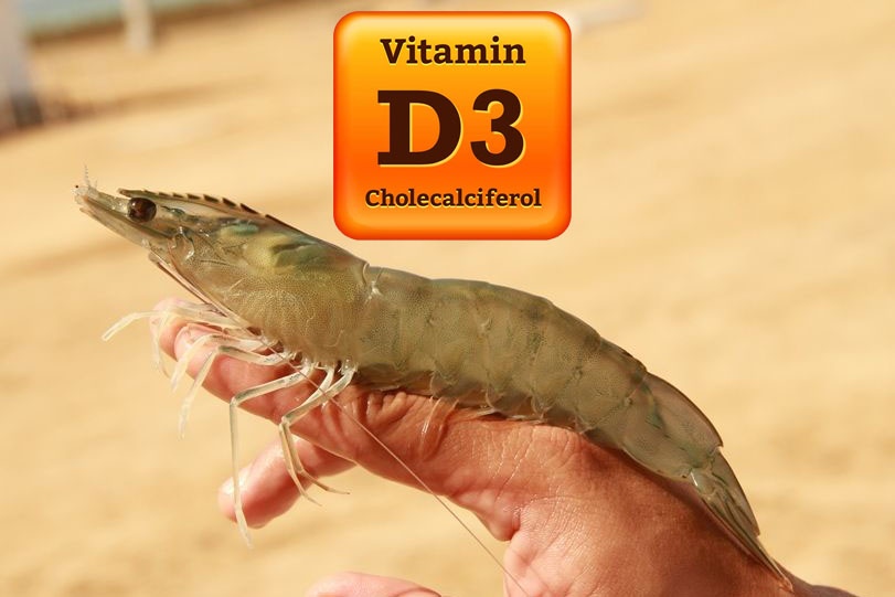 Vitamin D3 trên tôm