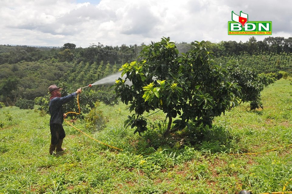 Diện tích trồng bơ tăng gấp 4 lần, nhưng nông dân Đắk Nông phải "tự bơi", quên đi lời hứa năm nào - Ảnh 4.