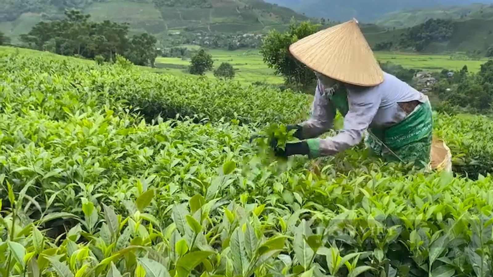 Trồng bạt ngàn chè cây thấp đẹp như tranh, nông dân vùng cao Phúc Khoa khấm khá - Ảnh 5. Trồng bạt ngàn chè cây thấp đẹp như tranh, nông dân vùng cao Phúc Khoa khấm khá - Ảnh 5.