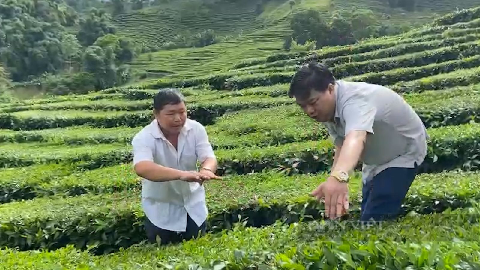 Trồng bạt ngàn chè cây thấp đẹp như tranh, nông dân vùng cao Phúc Khoa khấm khá - Ảnh 3. Trồng bạt ngàn chè cây thấp đẹp như tranh, nông dân vùng cao Phúc Khoa khấm khá - Ảnh 3.