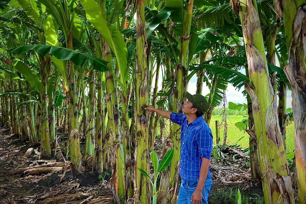 Bỏ thanh long trồng loại cây ra thứ quả ruột vàng, ai ngờ anh nông dân Long An lại bán đắt hàng - Ảnh 1.
