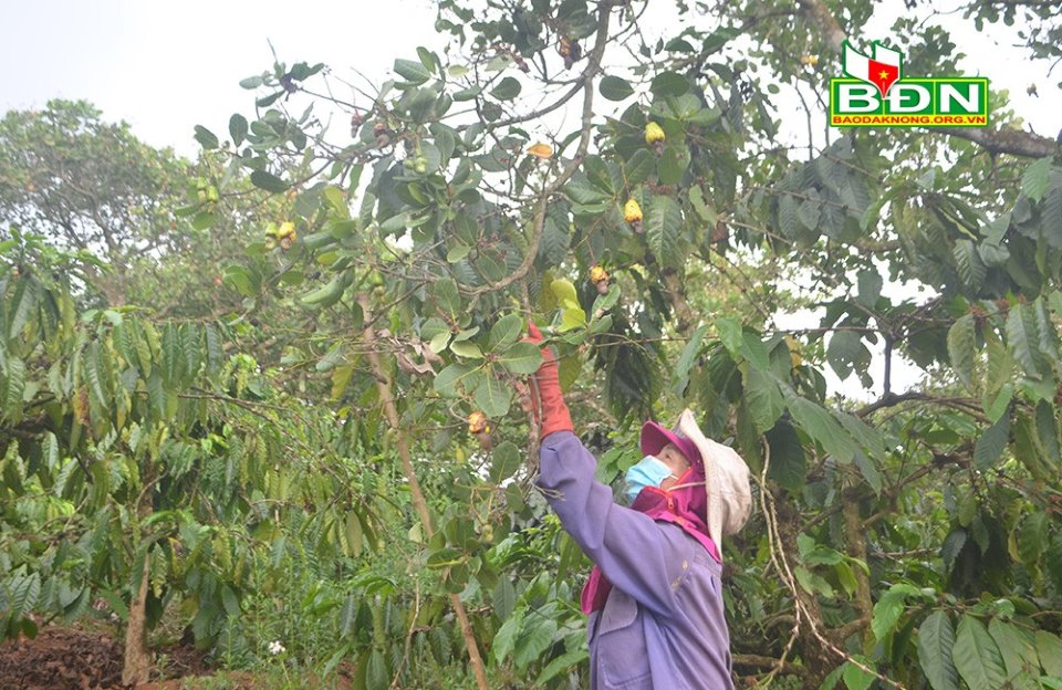 Đắk Nông: Trồng thứ cây gì mà trái lưa thưa, lác đác, nông dân buồn vì giá bán hạt giảm so với năm 2021 - Ảnh 1.