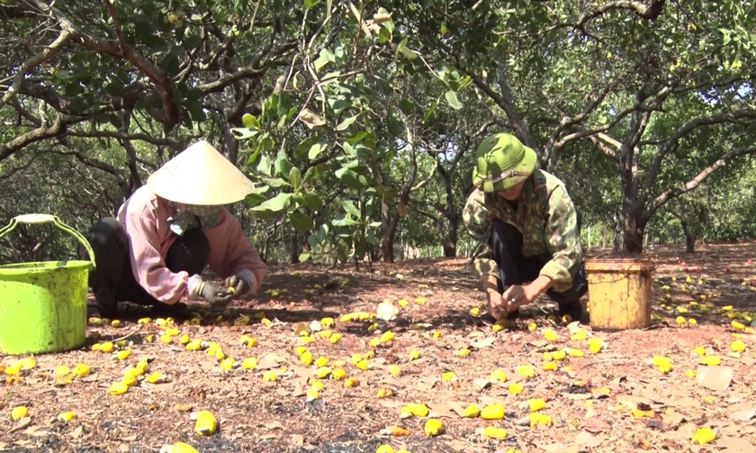 Loại cây ở nơi này của Gia Lai trước nhặt hạt mỏi tay, nay thất thu kép liên tục, nông dân chán nản - Ảnh 1.