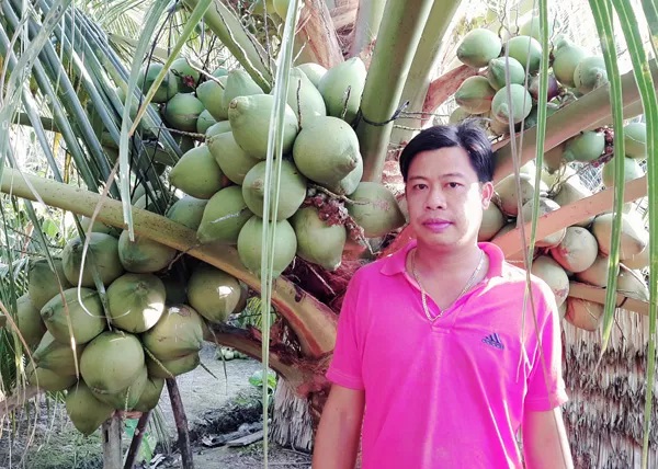 Vườn dừa giống lạ, cây thấp tè đã đeo oằn trái, đẹp như phim đang "gây sốt" ở Sóc Trăng - Ảnh 2. Vườn dừa giống lạ, cây thấp tè đã đeo oằn trái, đẹp như phim đang "gây sốt" ở Sóc Trăng - Ảnh 2.
