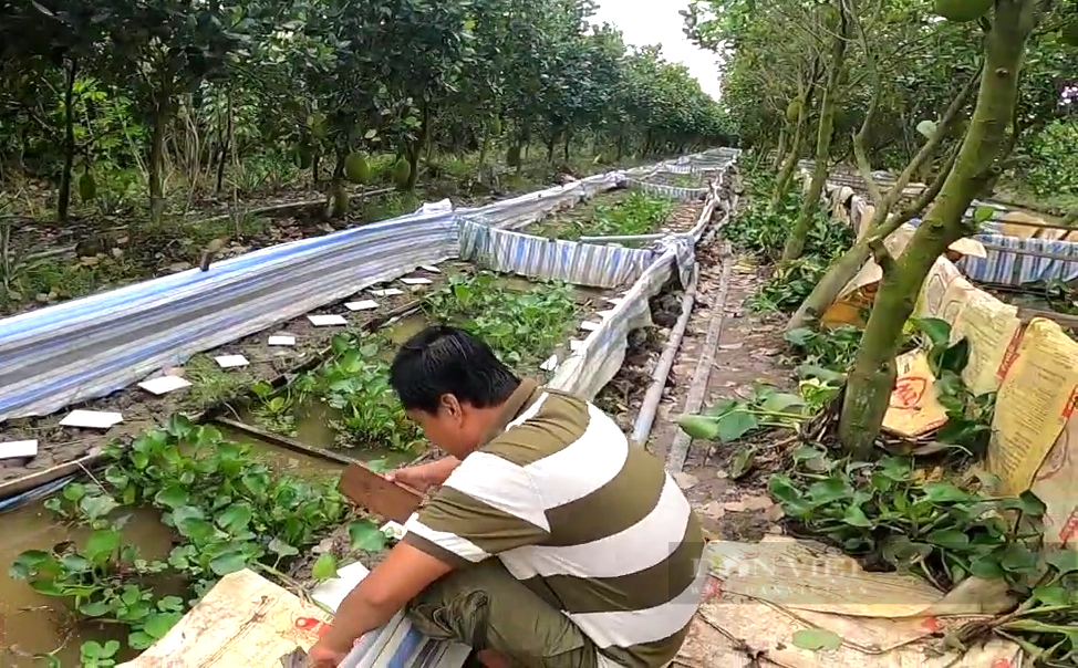 Hạ vườn mít Thái làm ao dài ngoằng ương con chui rúc dưới bùn, anh nông dân Đồng Tháp Mười làm không kịp bán giống - Ảnh 1.