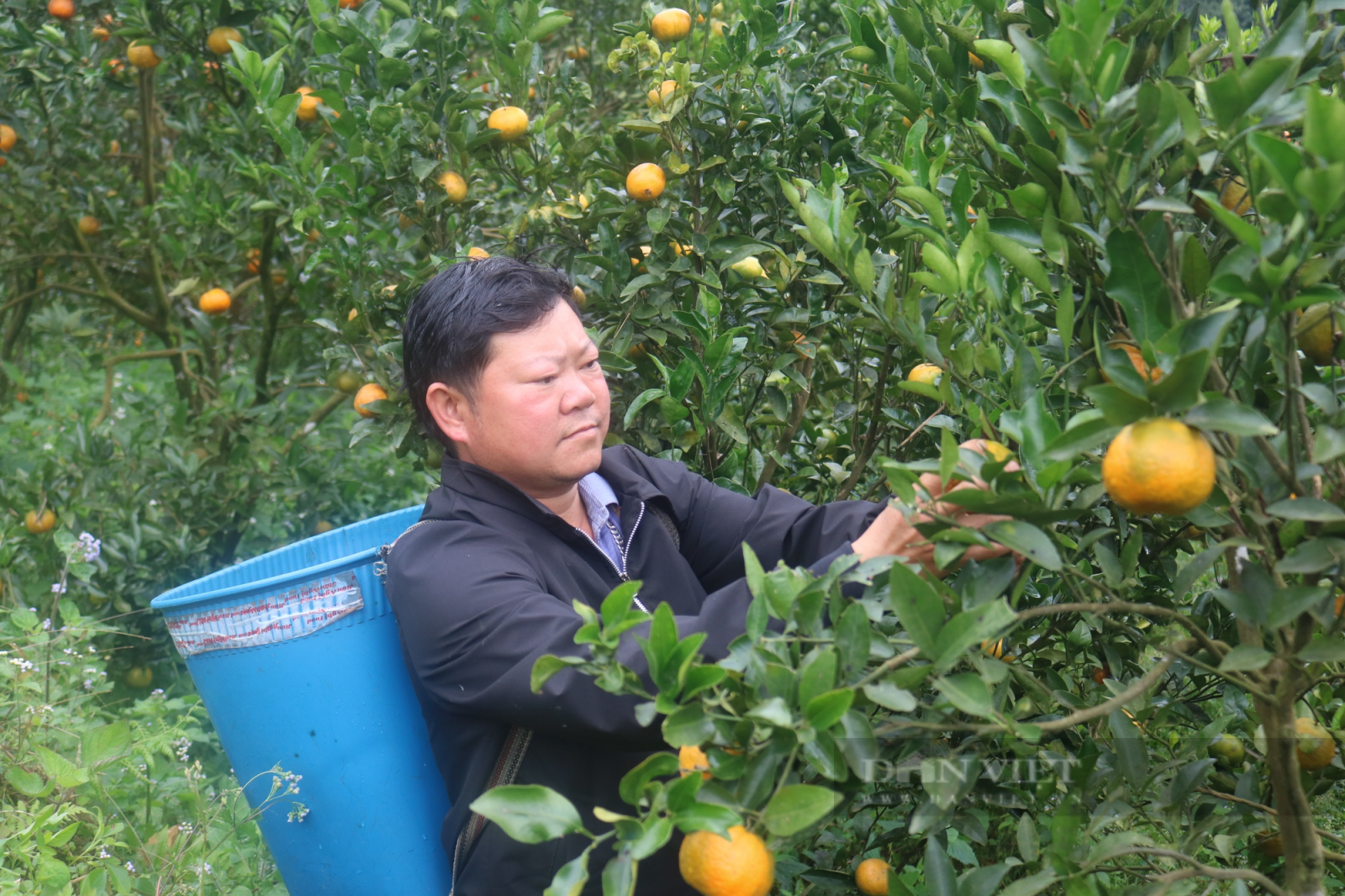 Anh nông dân Pa Dí vươn lên làm giàu nhờ trồng quýt sen đặc sản  - Ảnh 4.