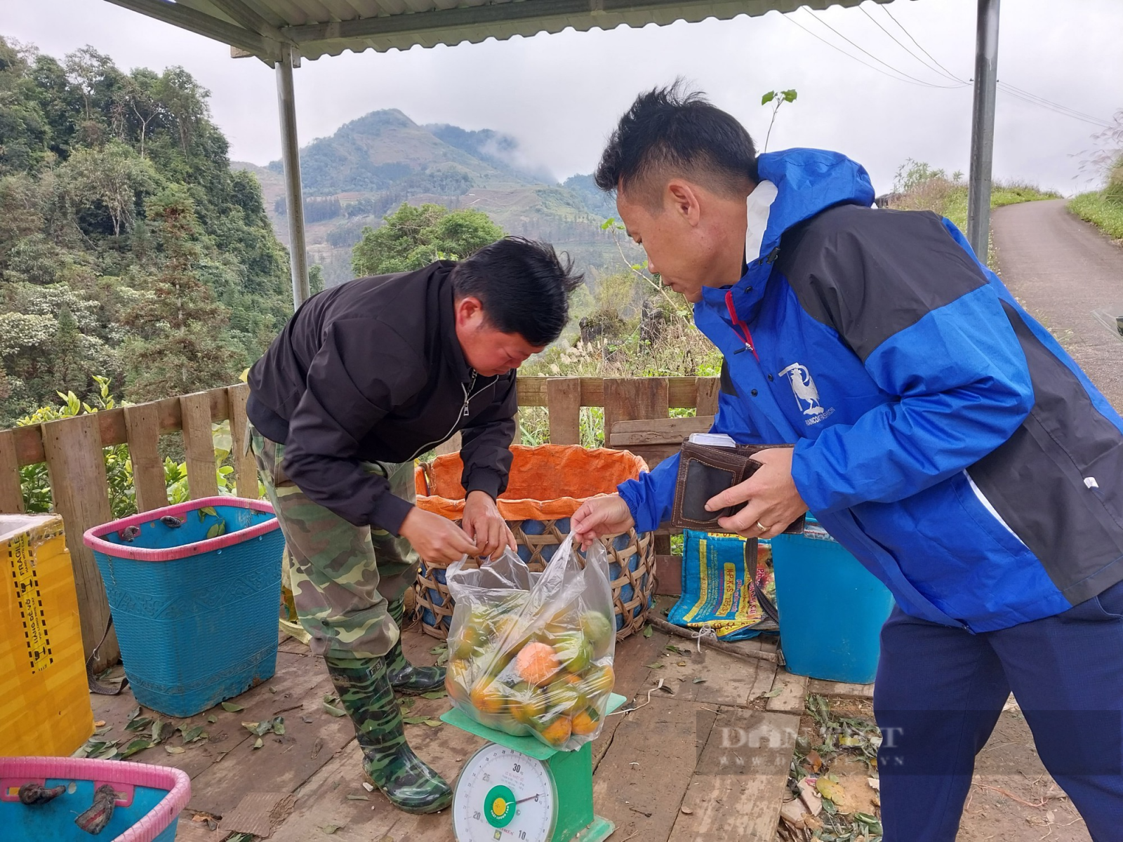 Anh nông dân Pa Dí vươn lên làm giàu nhờ trồng quýt sen đặc sản  - Ảnh 5.