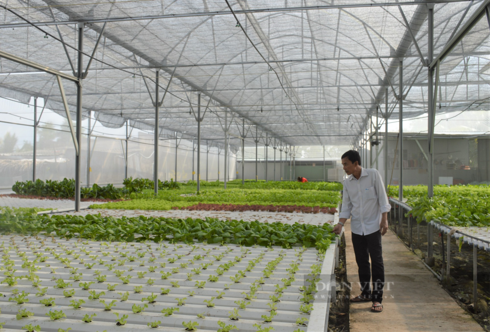 Bỏ chức Giám đốc về vườn trồng rau thủy canh bán cho siêu thị - Ảnh 1. Bỏ chức Giám đốc về vườn trồng rau thủy canh bán cho siêu thị - Ảnh 1.