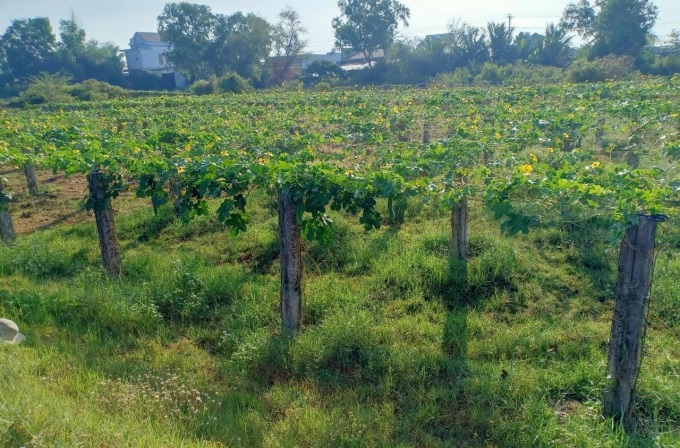 z3299631108586_11d374eebf5f4b5c63d7eee6951f6986-1630_20220329_145.jpg Một vườn thanh long đã được chuyển đổi sang cây ngắn ngày. Ảnh: KS.