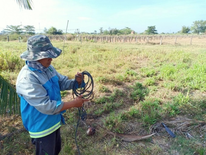 z3299632022674_60499fe8f01117347c2115a617501a46-1630_20220329_925.jpg Nhiều nông dân dự định phá bỏ thanh long để trồng cỏ nuôi bò. Ảnh: KS.