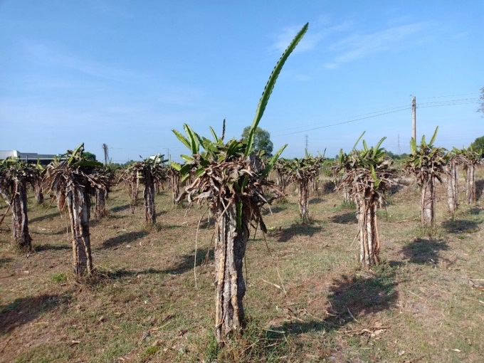 z3299627177721_c98cc882c7a2b3864cb159a7869b00aa-1630_20220329_450.jpg Nhiều vườn thanh long ở thôn Bình An đã bỏ hoang, từ lâu không sản xuất. Ảnh: KS.