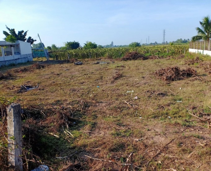 z3299628690857_c93217cc15f09dfe04a7bbf6eb43416e-1630_20220329_685.jpg Nông dân chặt bỏ thanh long, đang để đất trống do chưa biết nên trồng gì. Ảnh: KS.