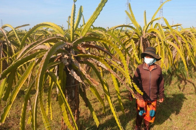 z3299624996617_6a34f4bd0f1dce5cee9adab4bab4589b-1629_20220329_284.jpg Vườn thanh long nhà bà Lan bỏ mặc, không chăm sóc nên bị suy kiệt rất nhiều. Ảnh: KS.