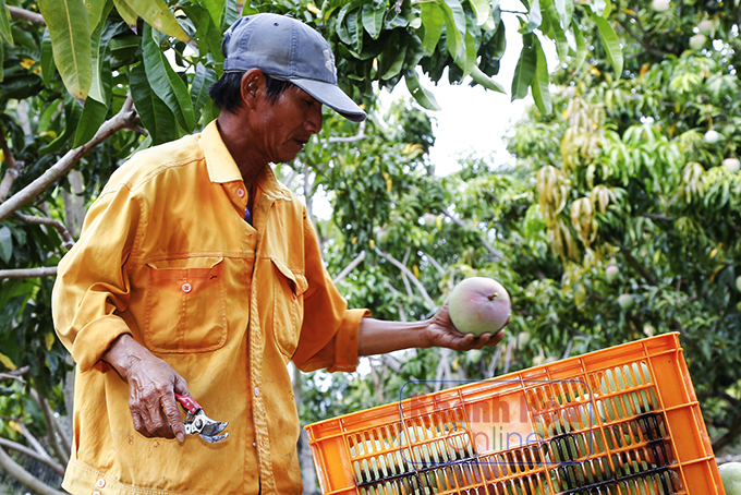 Nông dân trồng xoài Úc to bự ở Khánh Hòa buồn thiu, mùa xoài đìu hiu, thiệt đơn thiệt kép - Ảnh 2.