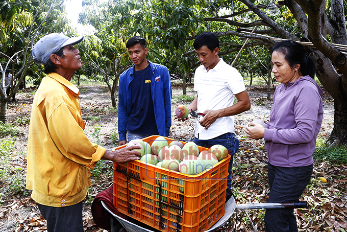 Nông dân trồng xoài Úc to bự ở Khánh Hòa buồn thiu, mùa xoài đìu hiu, thiệt đơn thiệt kép - Ảnh 8.
