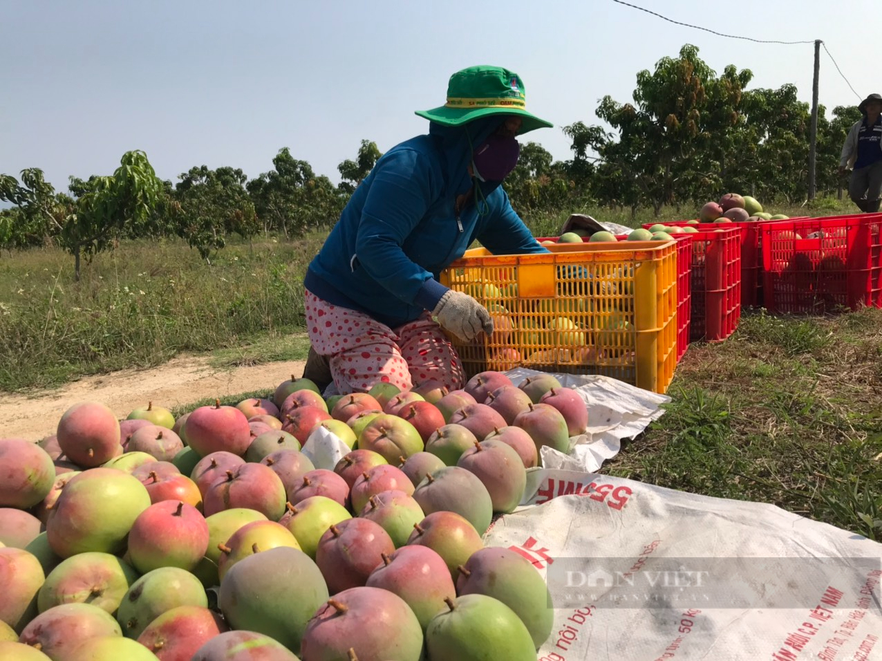 Xoài Úc rớt giá “khủng khiếp” nông dân Khánh Hòa nghẹn ngào - Ảnh 2.