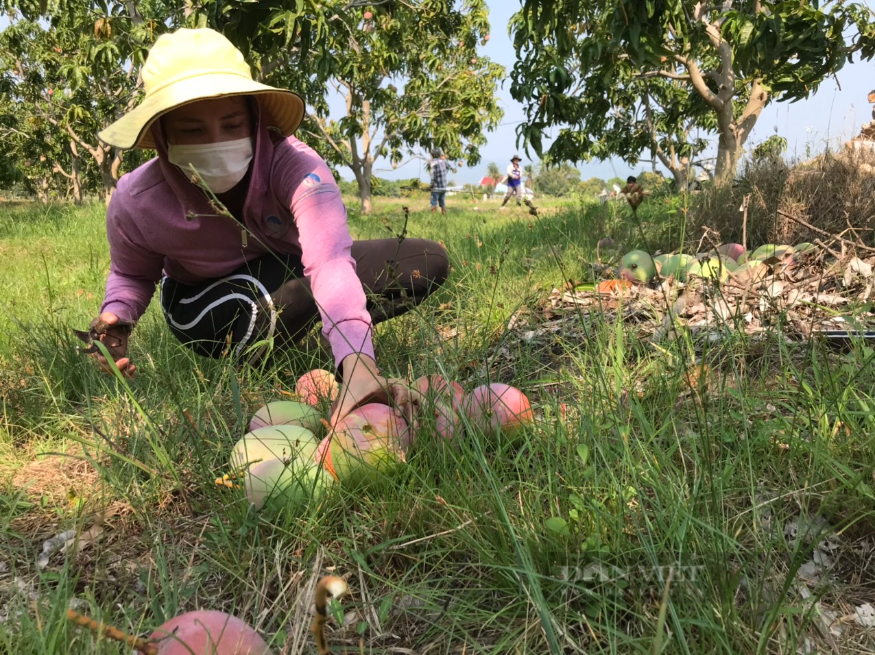 Xoài Úc rớt giá “khủng khiếp” nông dân Khánh Hòa nghẹn ngào - Ảnh 4.