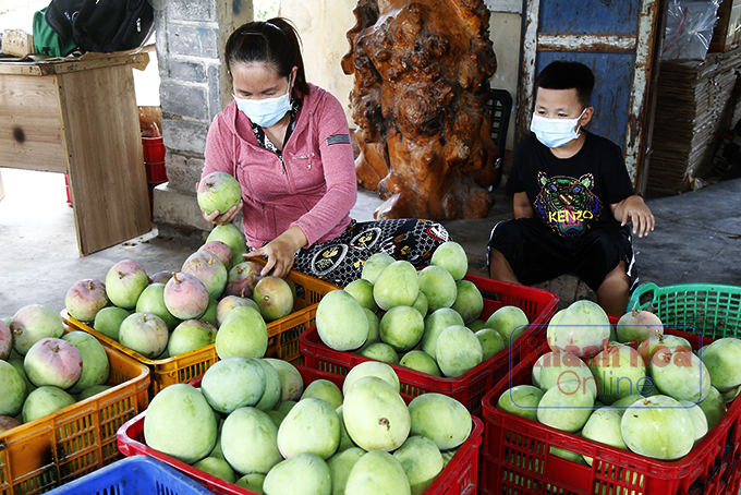 Nông dân trồng xoài Úc to bự ở Khánh Hòa buồn thiu, mùa xoài đìu hiu, thiệt đơn thiệt kép - Ảnh 5.