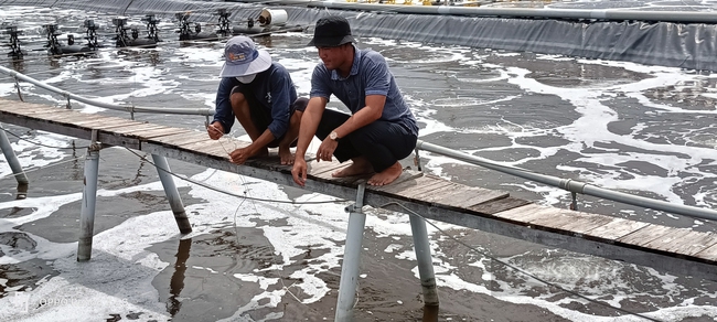 Liều mình nuôi tôm công nghệ cao, nông dân trẻ ở Long Điền thắng lớn - Ảnh 2.