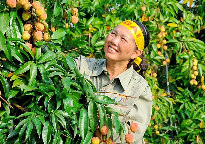 Mỹ, Trung Quốc, Nhật Bản gom lượng lớn, 9 loại nông sản của Việt Nam tăng giá xuất khẩu - Ảnh 1.